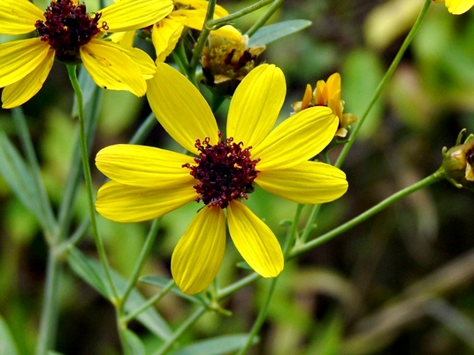 {Coreopsis tripteris}